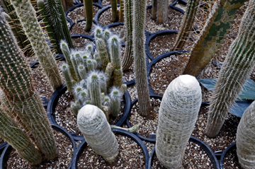 cacti at the International Peace Garden